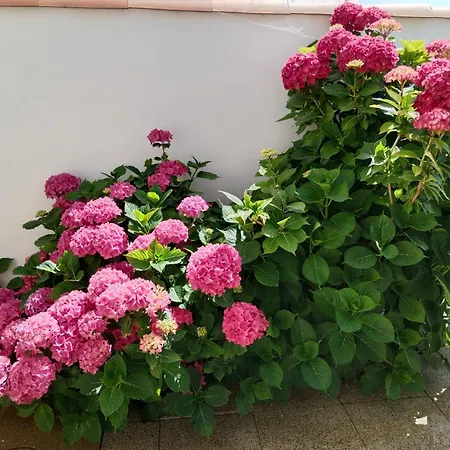 Les Hortensias شقة