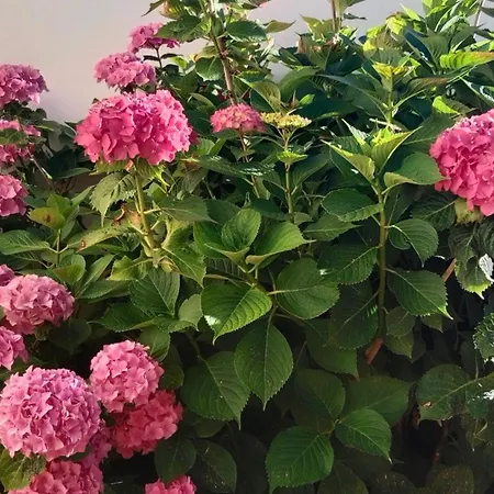 Les Hortensias شلانس